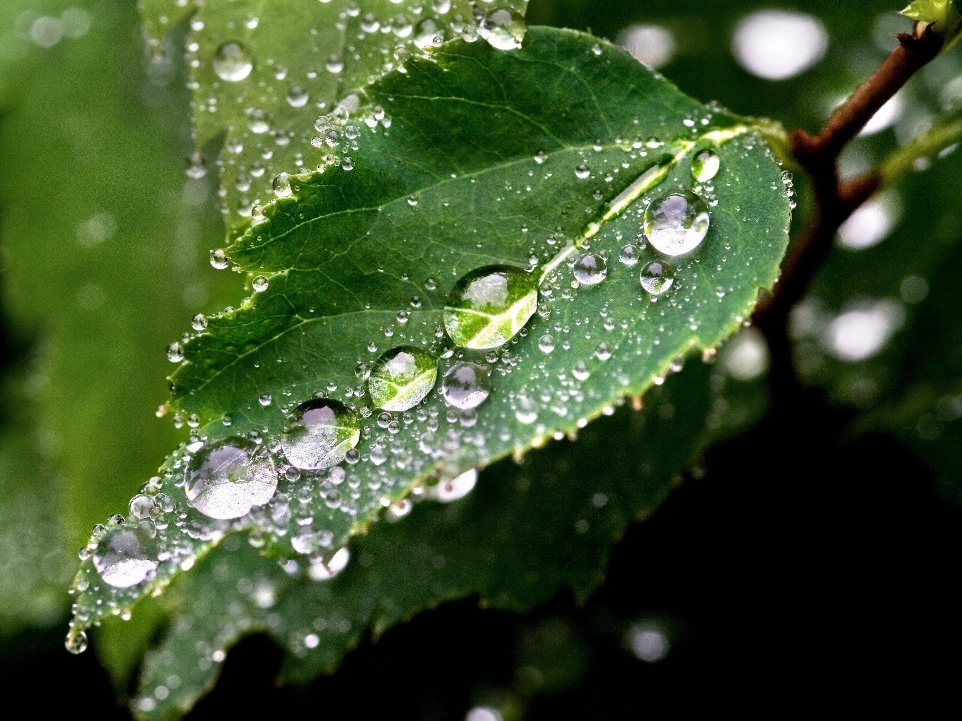 gotas de agua hoja verde verde gotas rocío