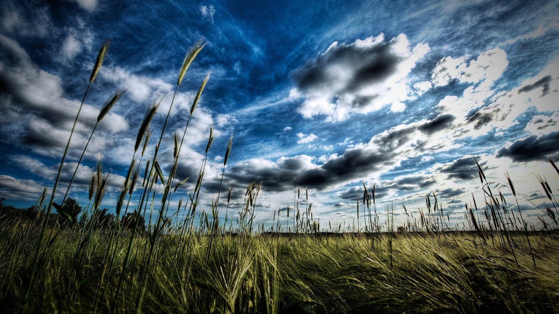 blue skies spikelets weed the sky field cloud