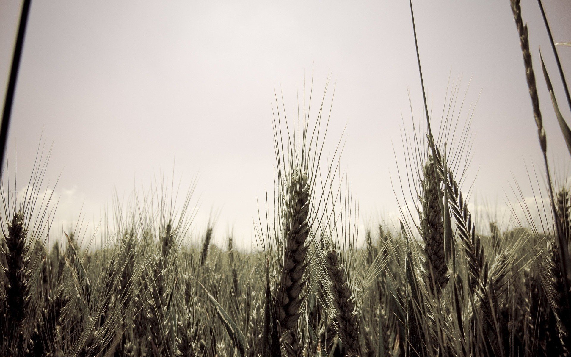 cielo espiguillas de oro agujas largas verano grano