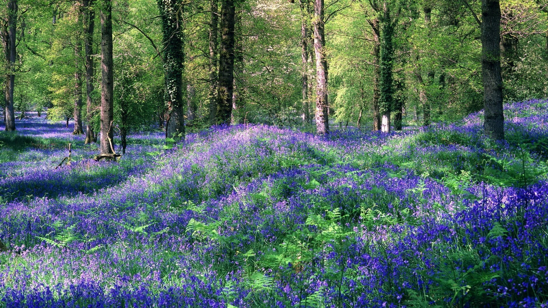 blue rug flowers trees beauty forest