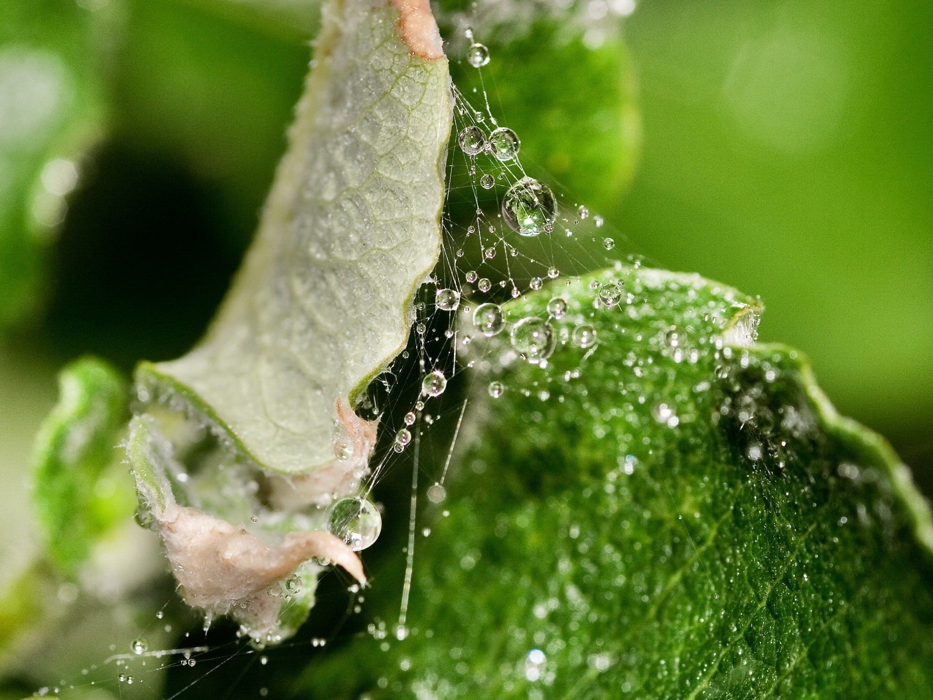 green leaves web drops of dew green