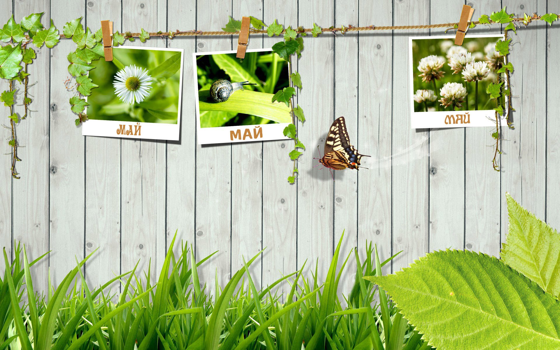 clôture en bois photos de printemps corde pinces à linge monde travail mai mai feuillage verdure plantes images escargot trèfle papillon fraîcheur tendresse clôture