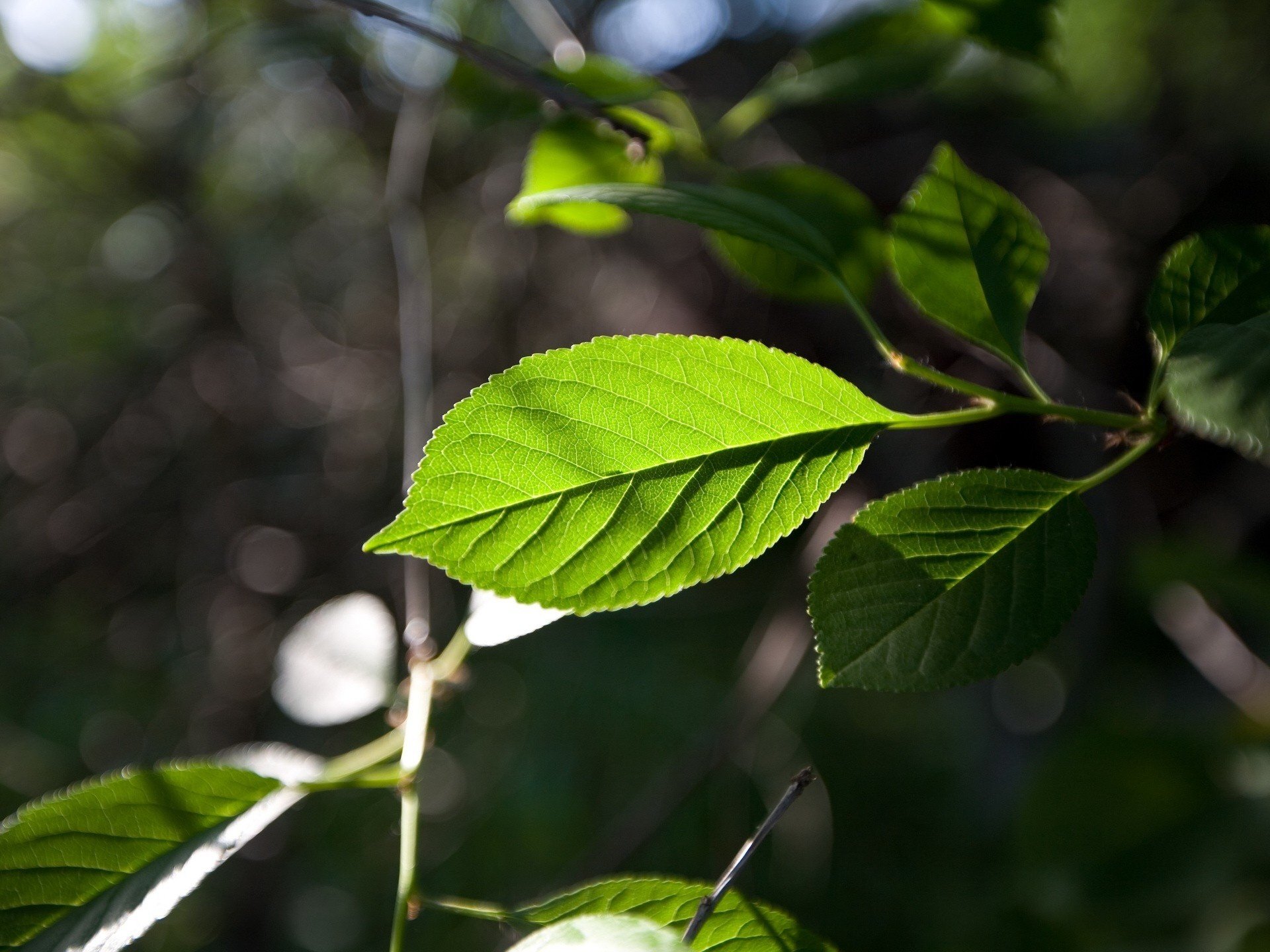 vein sprig green leaf greens forest