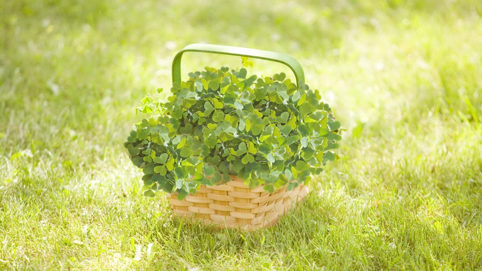 herbe des champs panier en osier champ verdure panier panier herbe