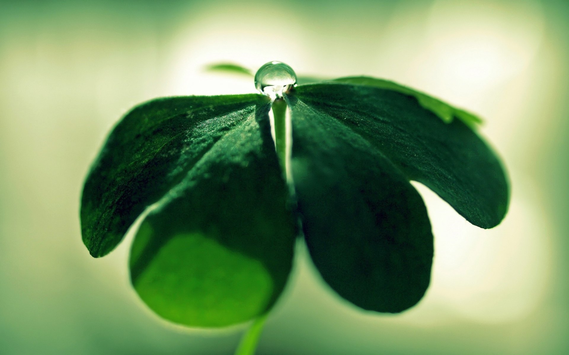 cuatro hojas de color verde una gota de agua verde