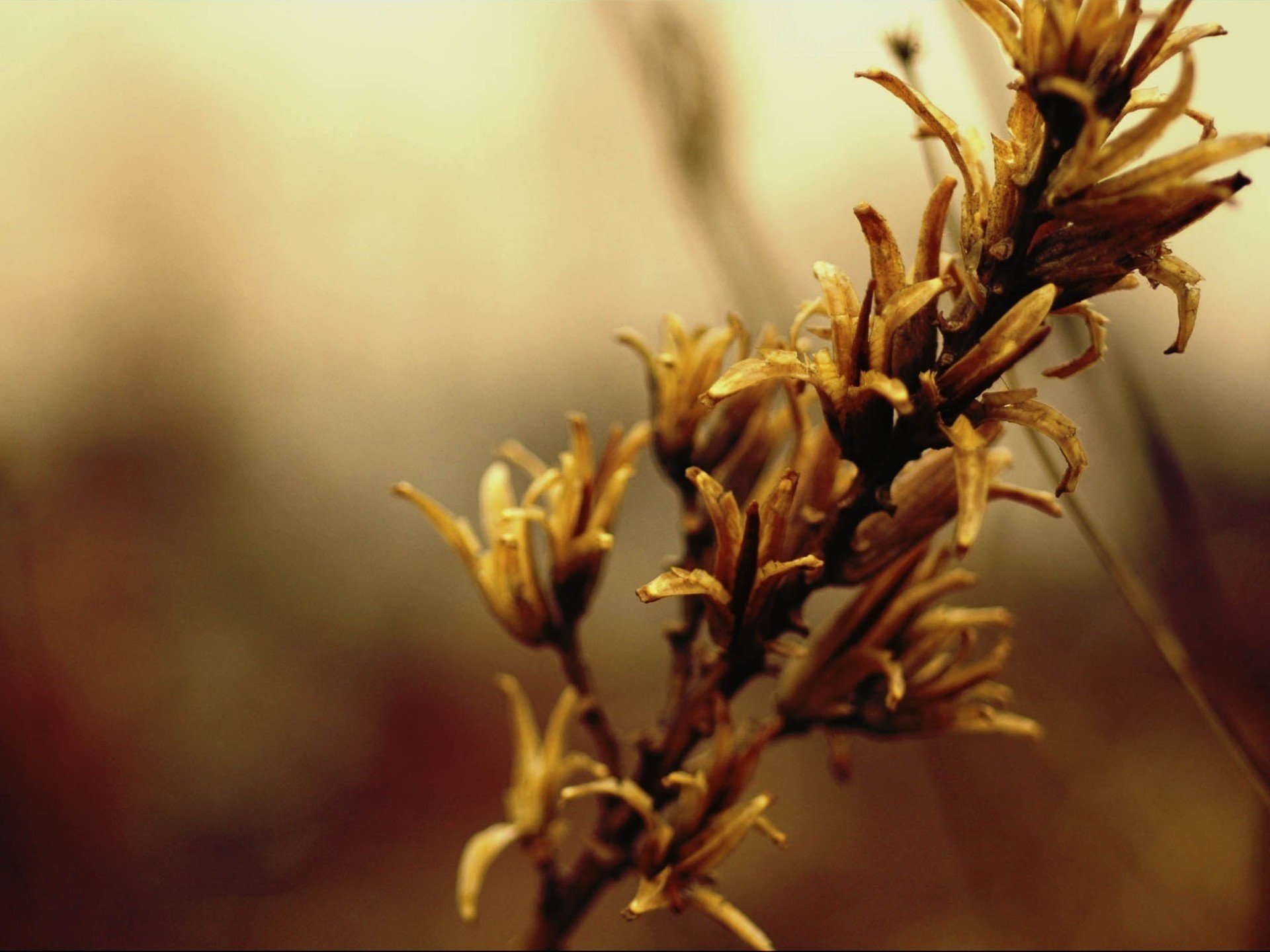 herbst zweig blumen grau foto