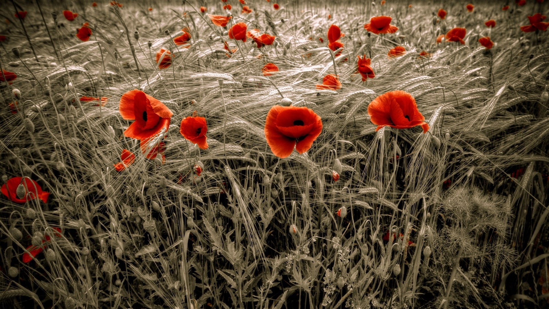 the grey box flowers red poppies brightness field