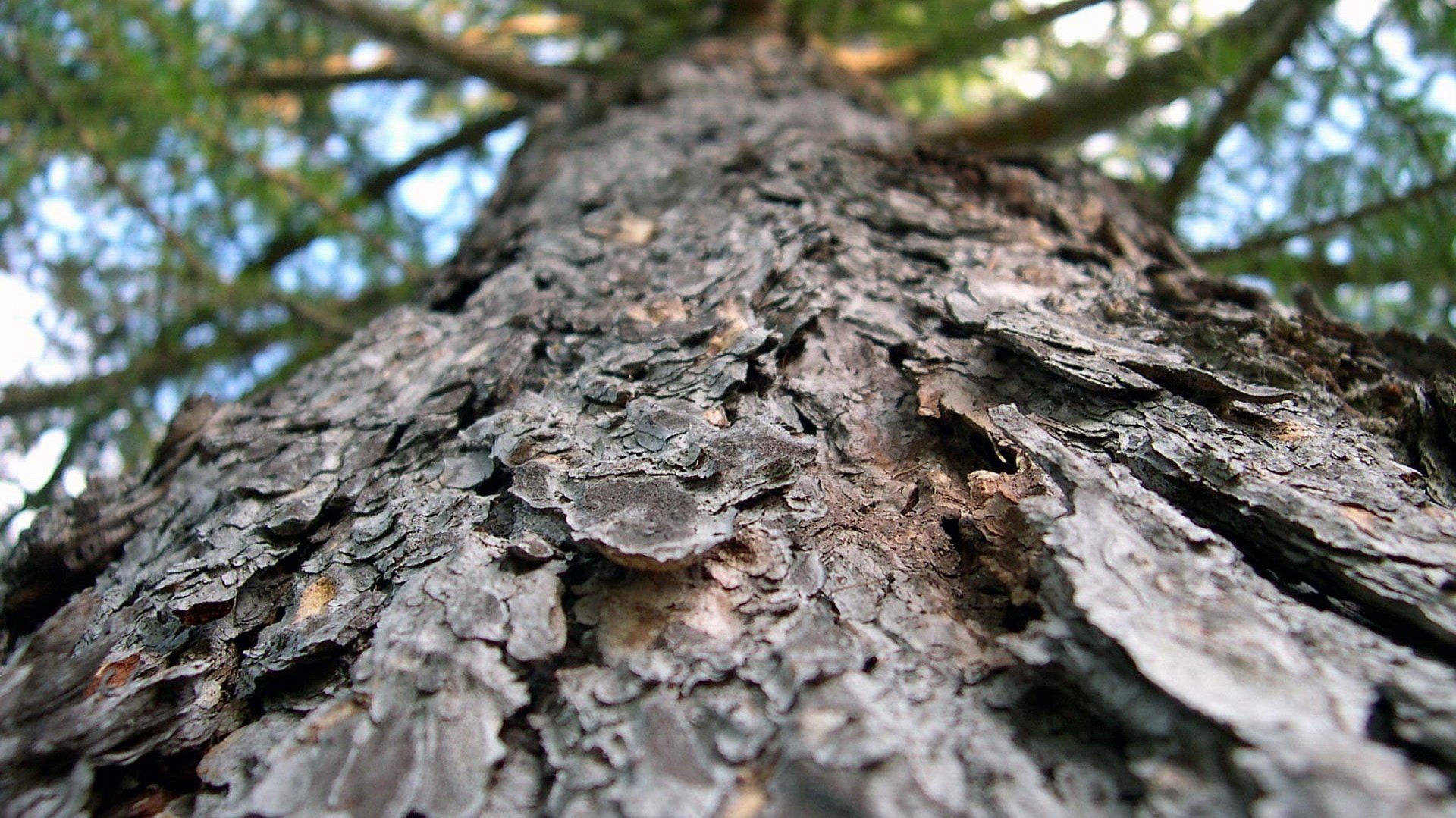 vecchio albero vista in alto corteccia foresta