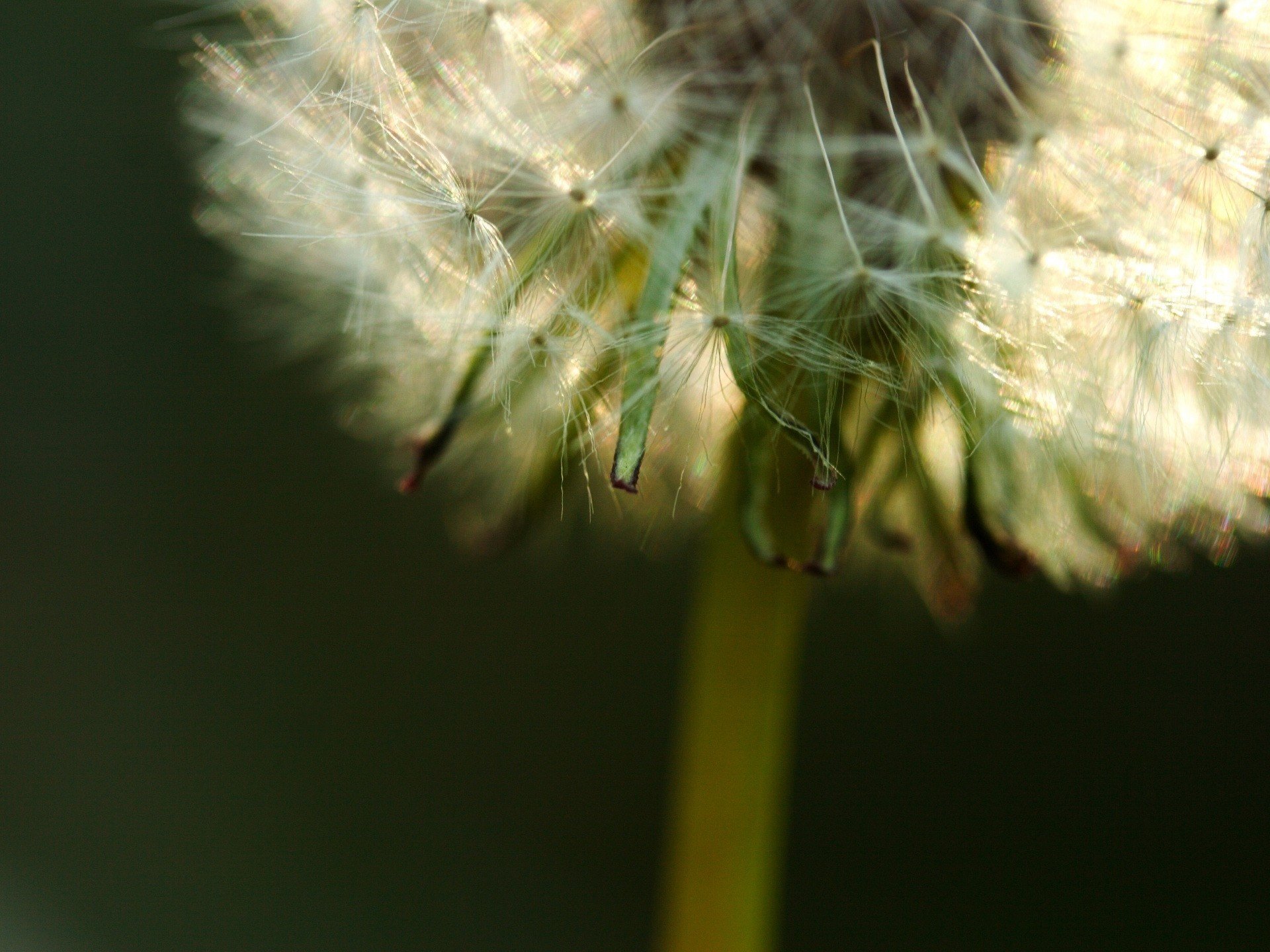 flores diente de león creación esponjosa hijo del viento