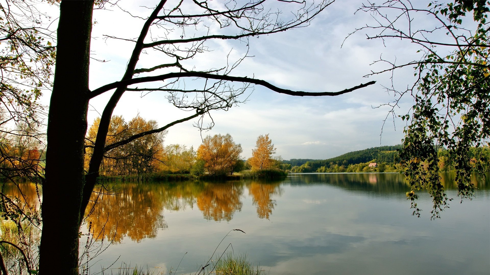 fauna selvatica acqua fresca fogliame giallo autunno acqua lago riflessione superficie liscia natura paesaggio rami nuvole cielo fresco riva