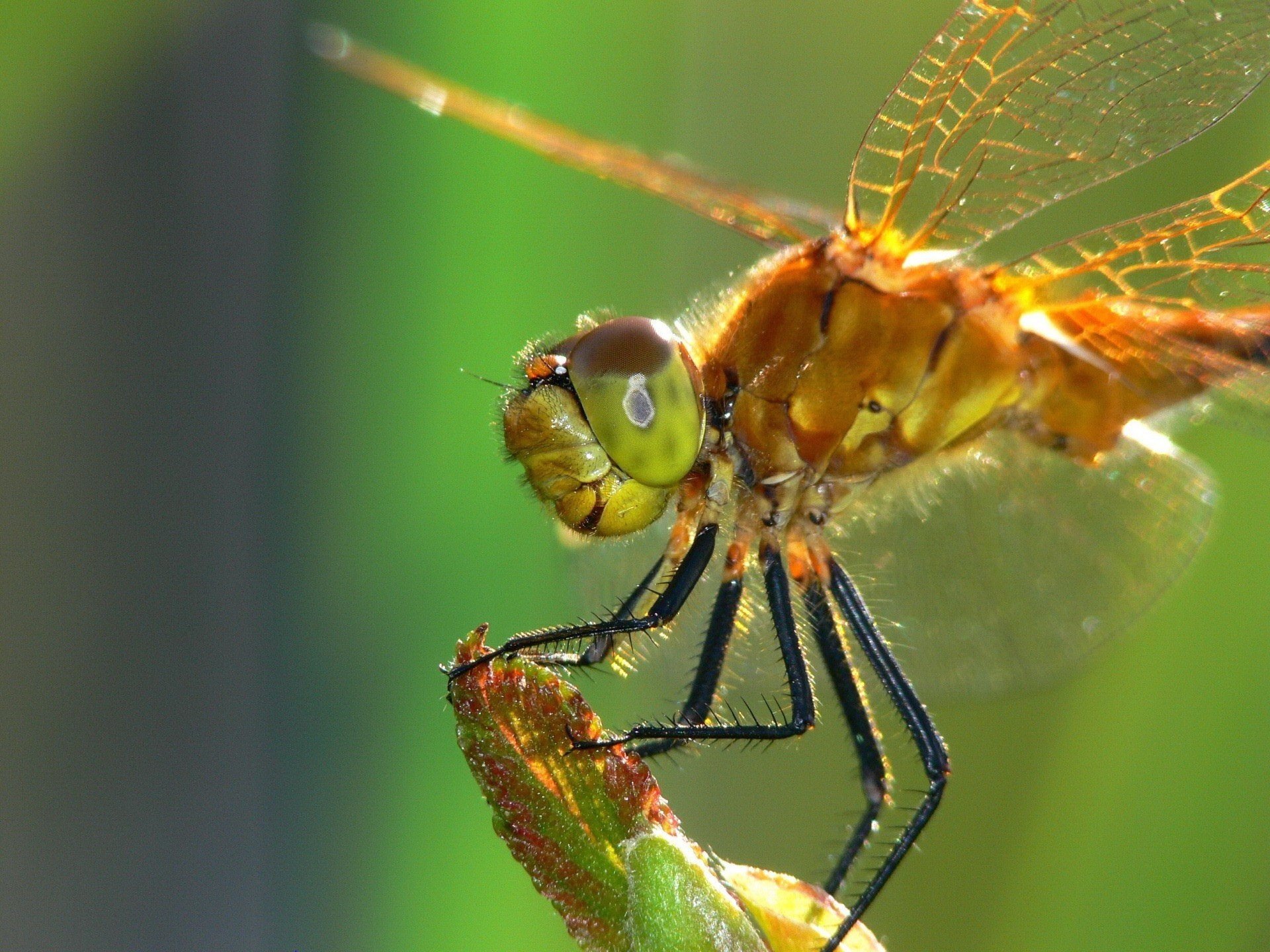 insetto libellula zampe nere volantino insetti animali