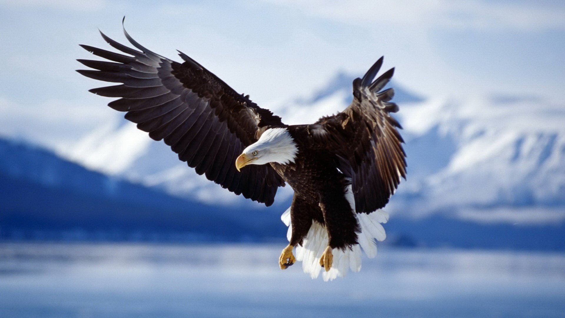 king of the sky winter mountains bird animals eagle