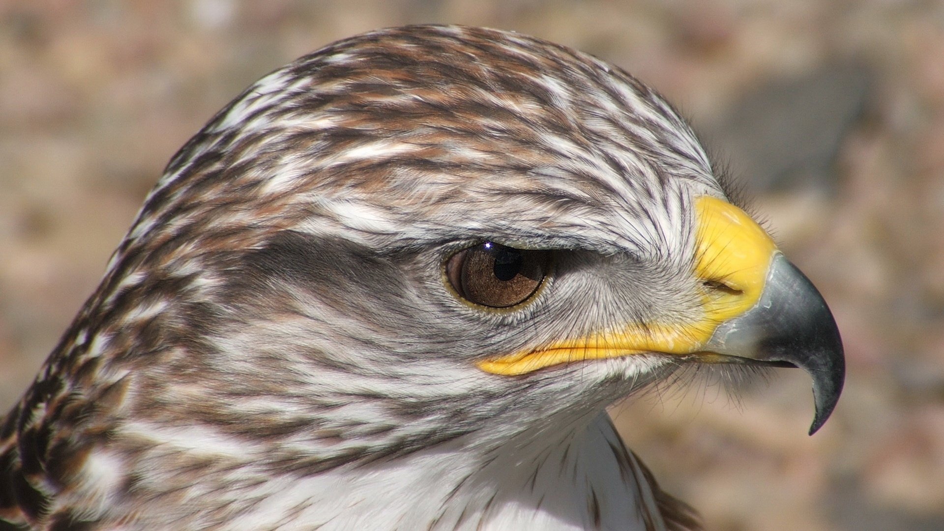 vogel weiche federn gut aussehender mann blick augen gefiedert katze makro profil