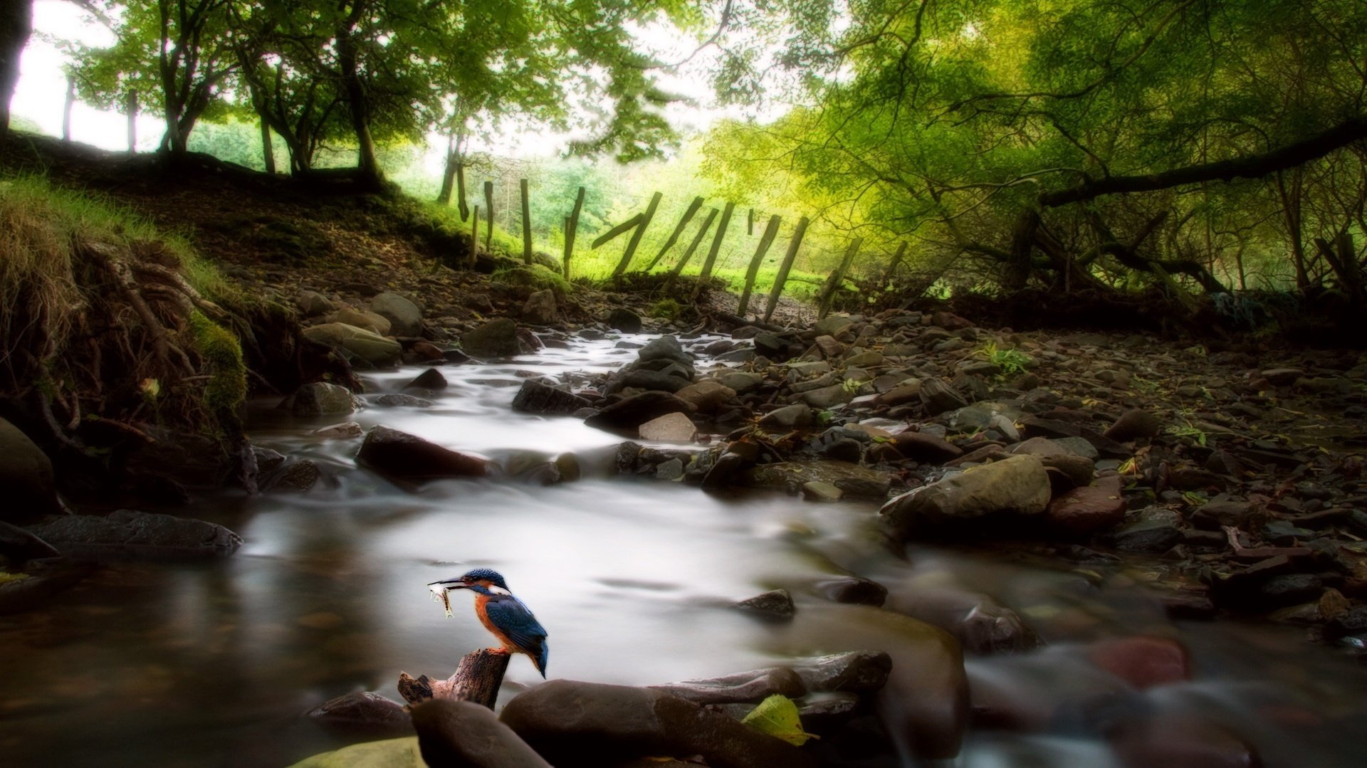 mountain stream stones a little bird forest stream birds thickets fence the bottom bird tree