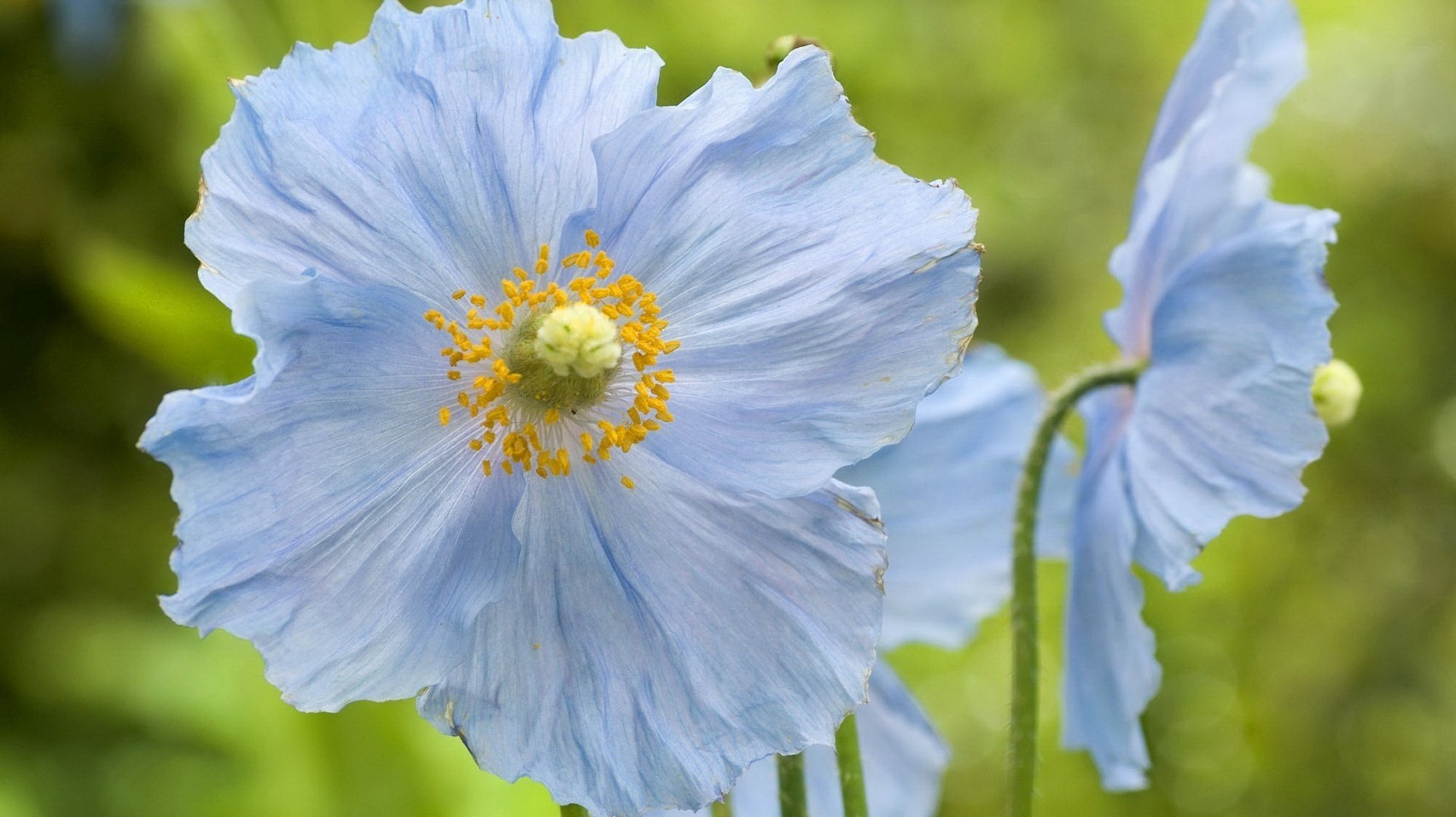 fiori di campo petali blu fiori erba