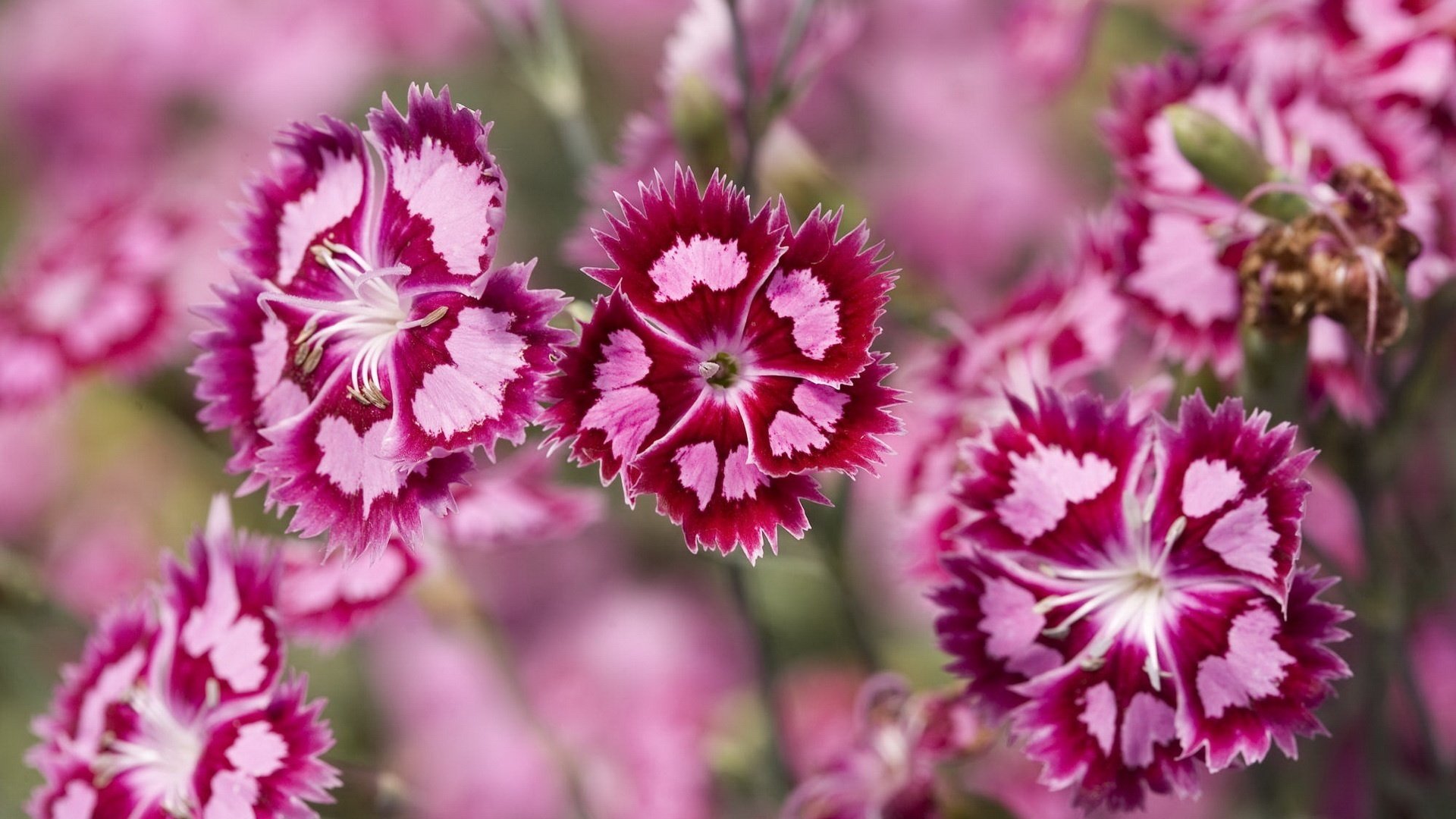 rosâtre fleurs fleurs guêpe gros plan