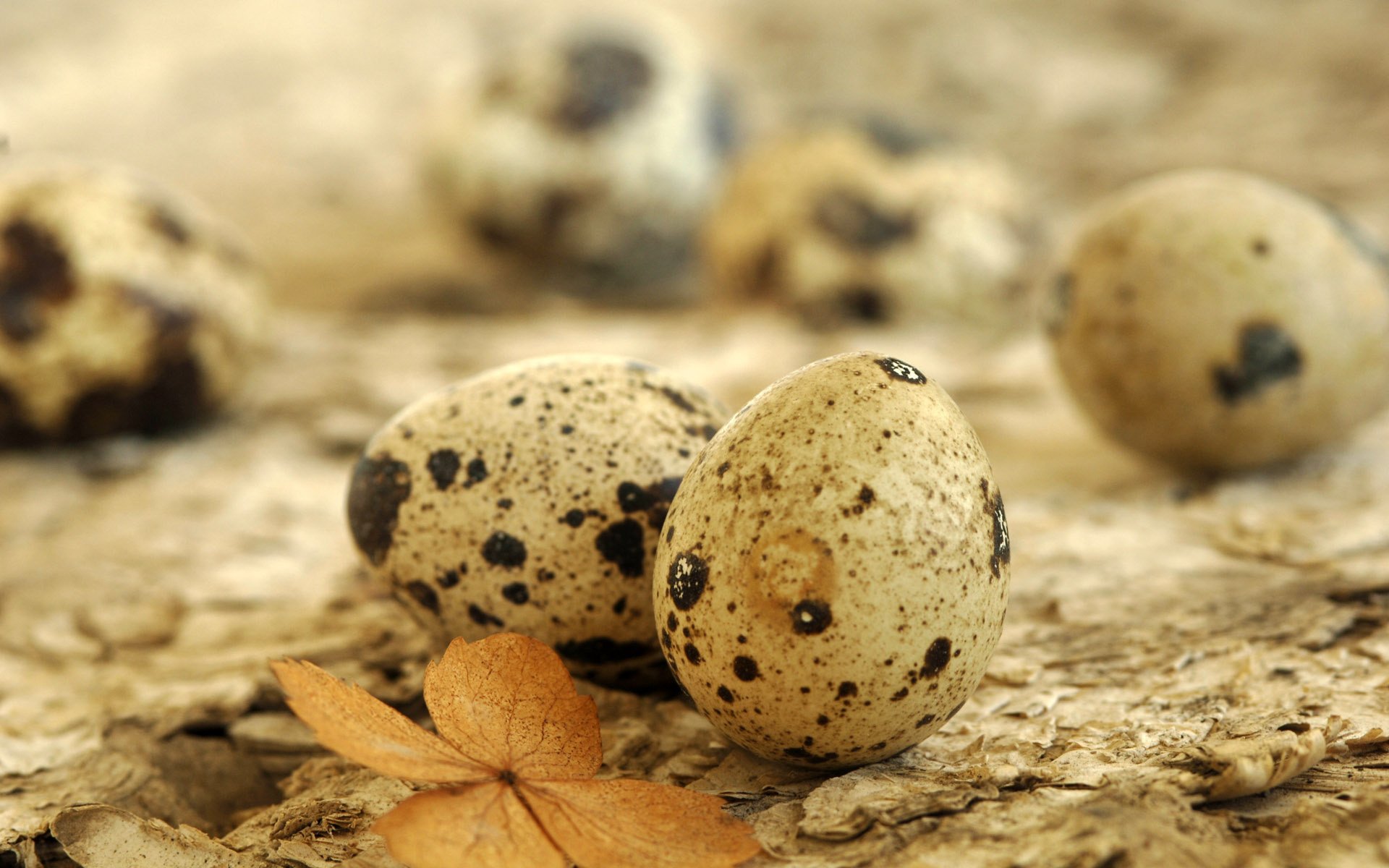 quail eggs leaf animal