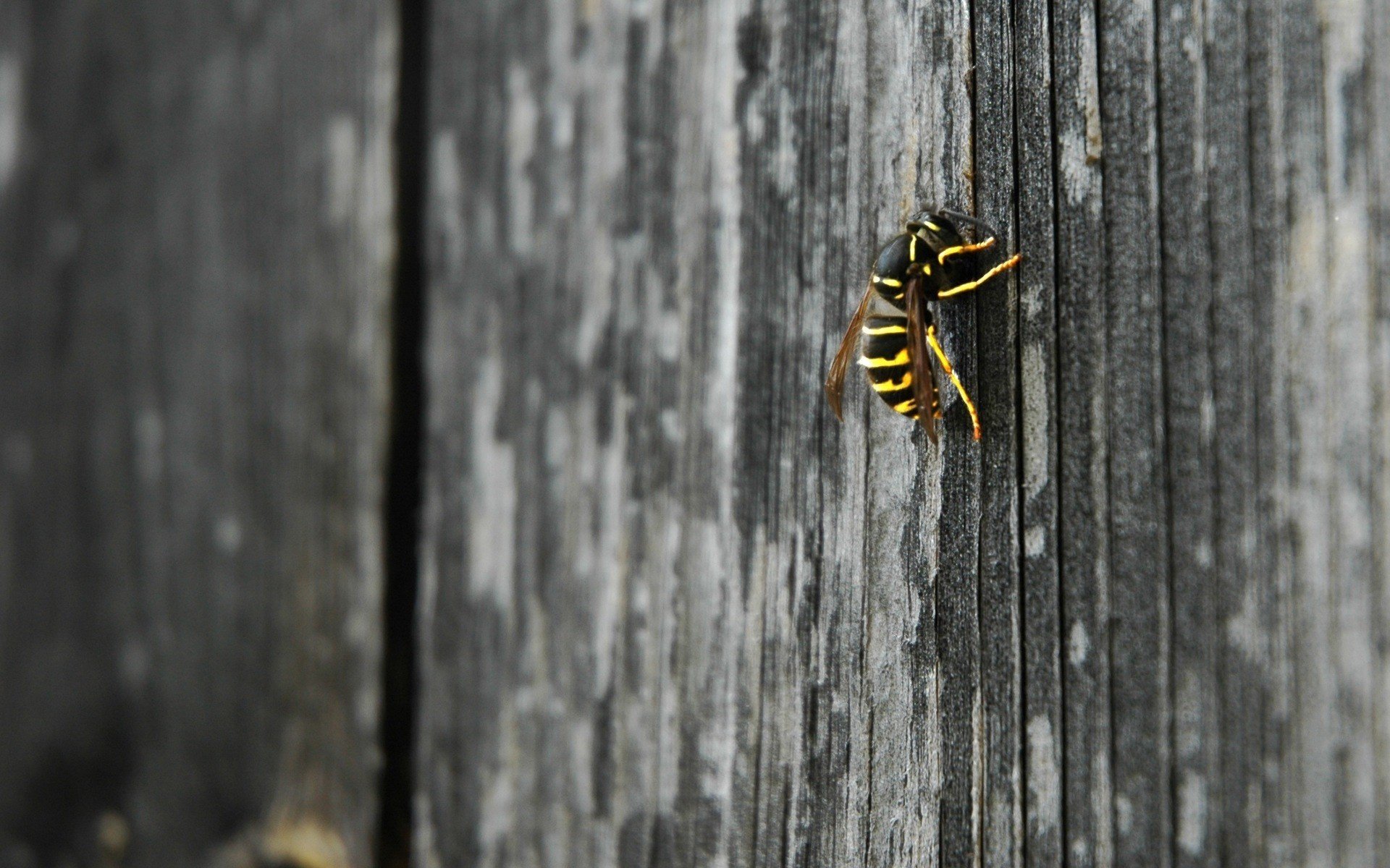 avispa insecto cerca de madera insectos animales