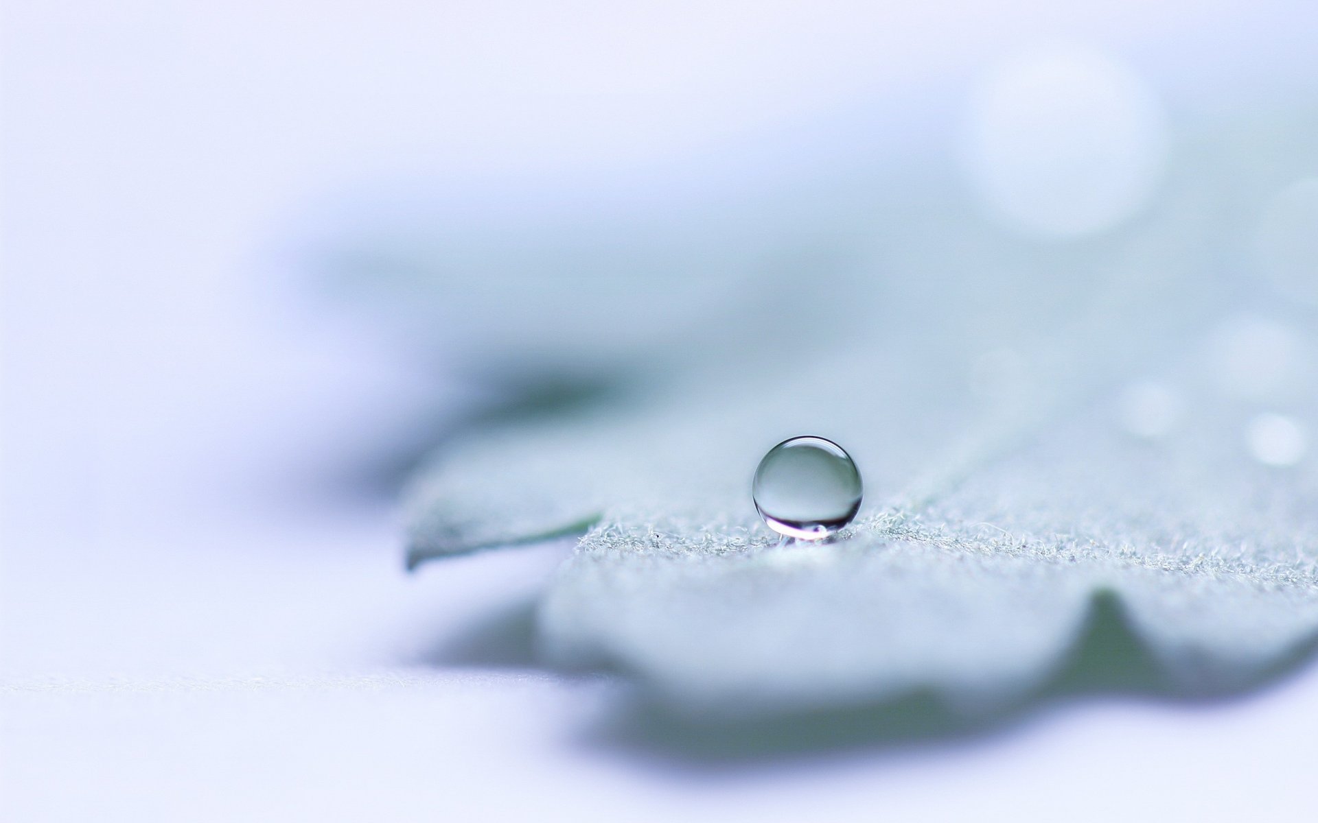 frozen leaf round drop light drop winter snow leaf macro