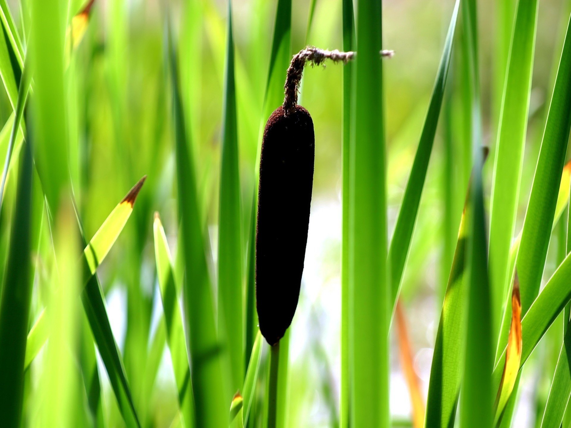 braunes schilf feuchtigkeit grünes gras grüns