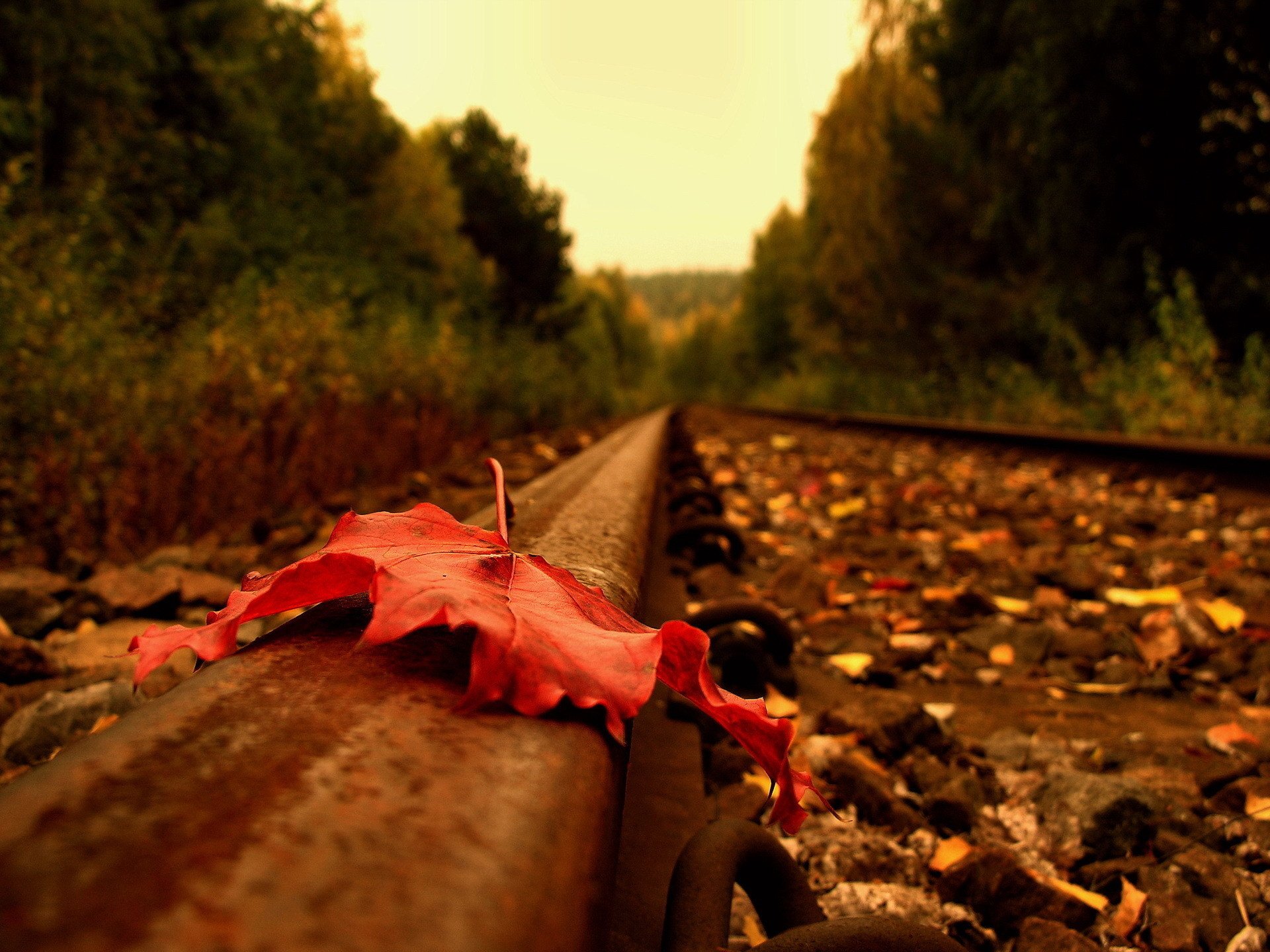 automne fleur rouge rails terre pierres forêt feuille arbres route ciel