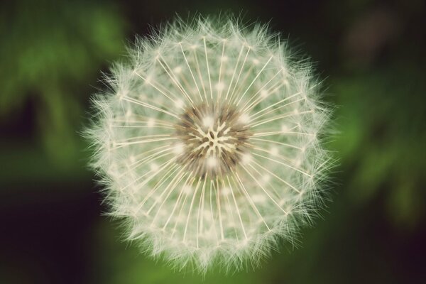 White fluffy dandelion on a green background