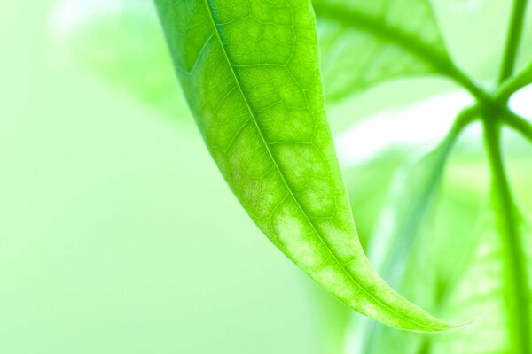 The veins on the green leaf are visible