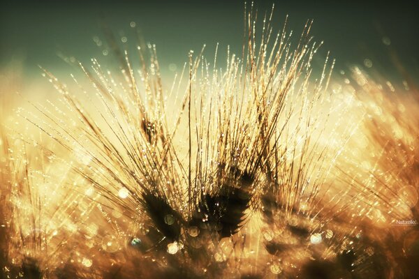 Beautiful dried flowers of the golden spikelet in macro photography