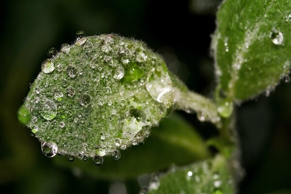 Wassertropfen auf einem fusseligen Blatt