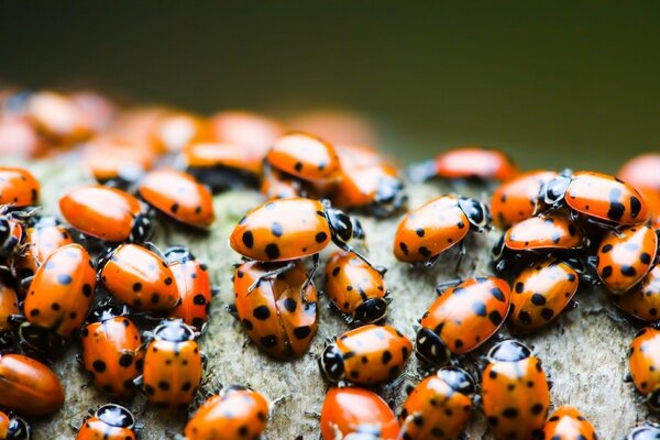 Troupeau de coccinelles à dos jaune