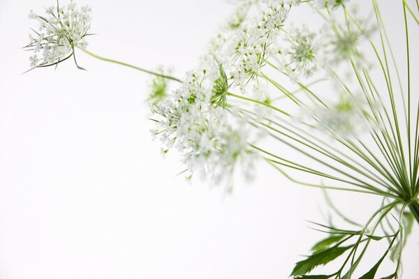 Hermosas flores blancas en ramitas delgadas