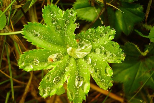 Una goccia d acqua rotolò su una foglia verde