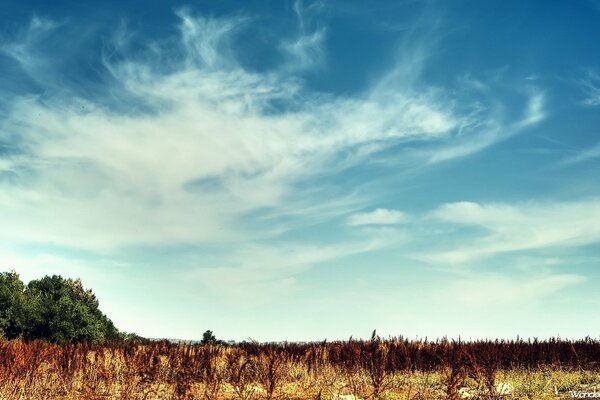 Cotton-wool sky over dry bushes and trees