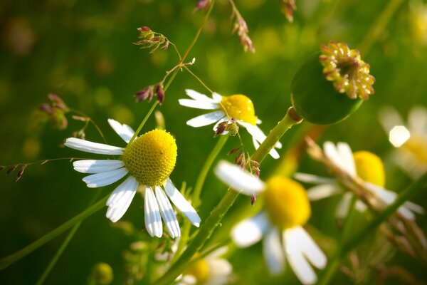 Daisies with a green bud on the grass