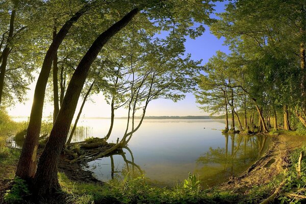 Trees on the lake shore