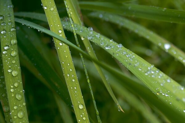 Tautropfen am Morgen auf dem grünen Rasen