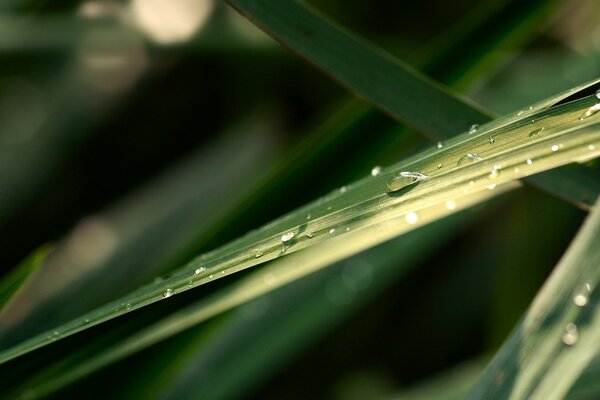 Gouttes d eau sur l herbe verte