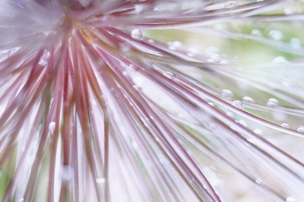 Long needles of pink flower with dew
