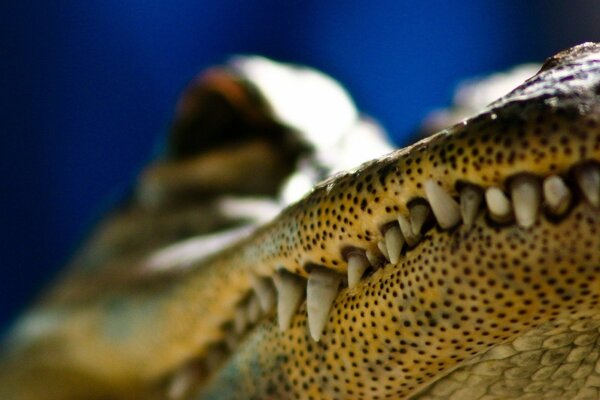 Die Zähne des Raubtiers. Schwarze Punkte am Krokodil