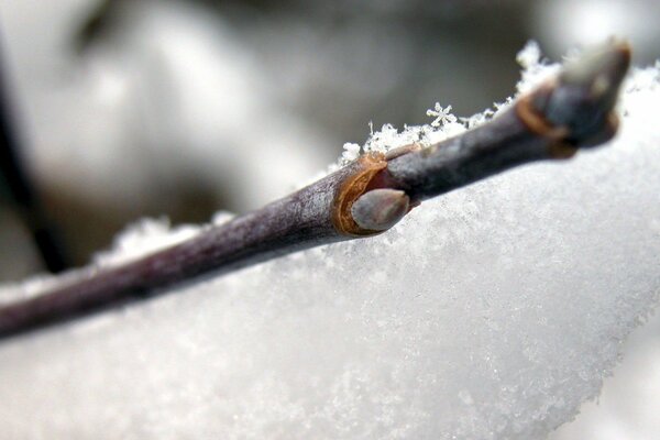 Ramita congelada con brotes en la nieve en macro fotografía