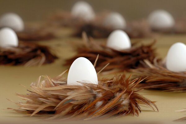 White eggs in nests