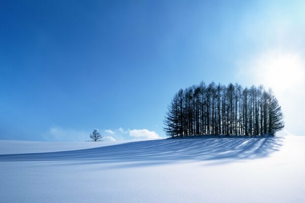 Trees in winter on high ground