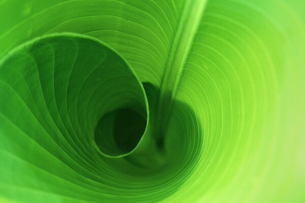 A green leaf twisted into a coil with stripes