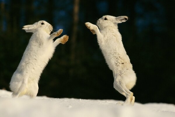 The game of cute bunnies in the snow