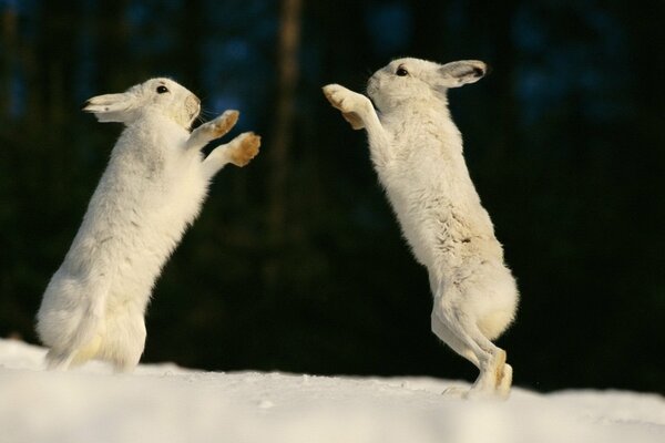 Gra ślicznych króliczków na śniegu
