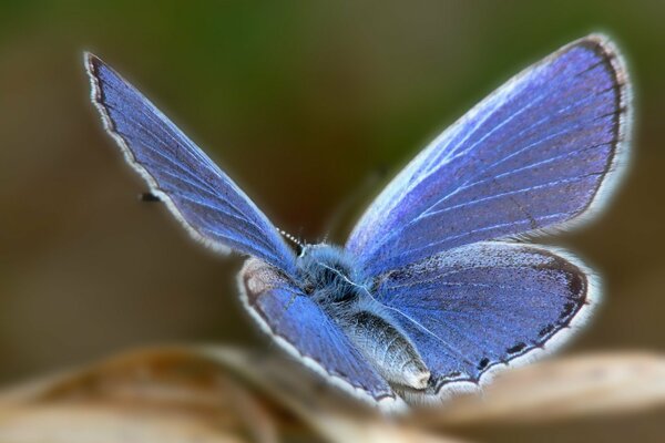 A butterfly with a blue glow on its wings