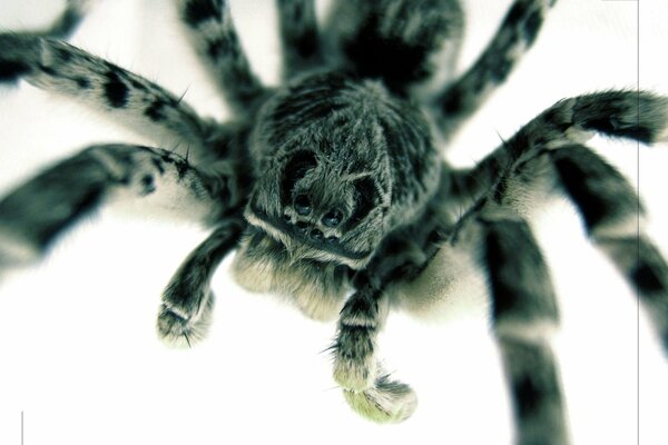 A charming spider with fluffy paws