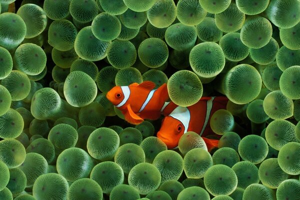 Deux rayures rouges sur fond d oeufs verts