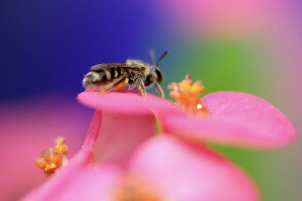 A wasp on a rose flower drinks nectar