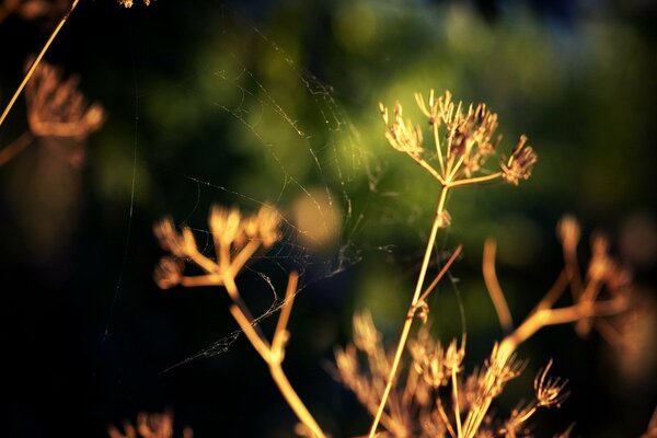 Toile d araignée sur l herbe sèche du soleil